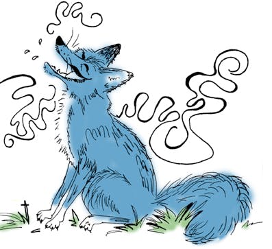 A blue fox